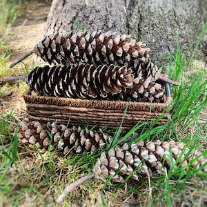 Huge natural Sugar Pine Cones 7 &#39;-8&#39; - Natural Spruce cones decoration- Selected and dried - Cones for crafts