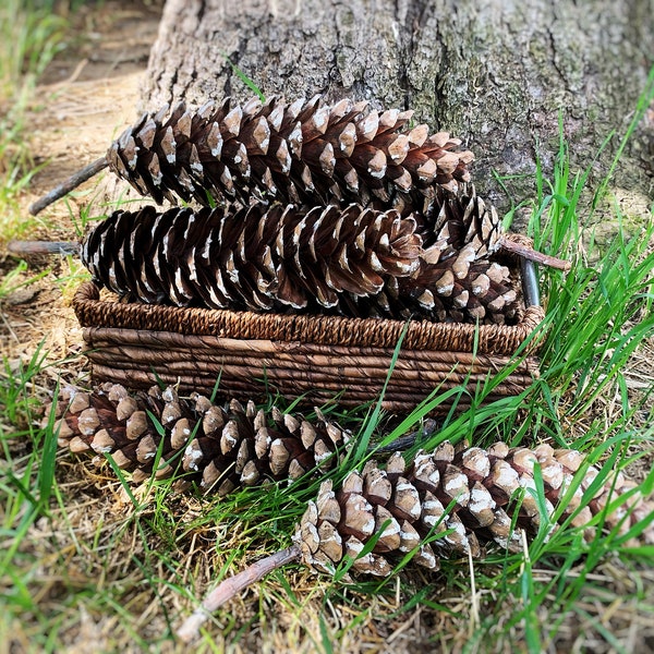 Huge natural Sugar Pine Cones 7 '-8' - Natural Spruce cones decoration- Selected and dried - Cones for crafts