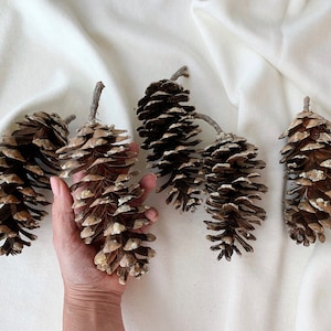 Large natural Sugar Pine Cones 6&#39;-7&#39; - Selected and dried - Cones for crafts - Natural Spruce cones decoration