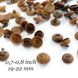 Extra Large Acorn caps XL acorn tops Giant Red oak acorns Vase filler