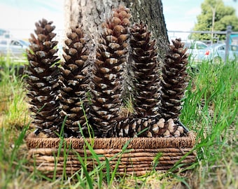 Giant Sugar Pine Cones (9-12'): Natural Christmas Decor, Crafts