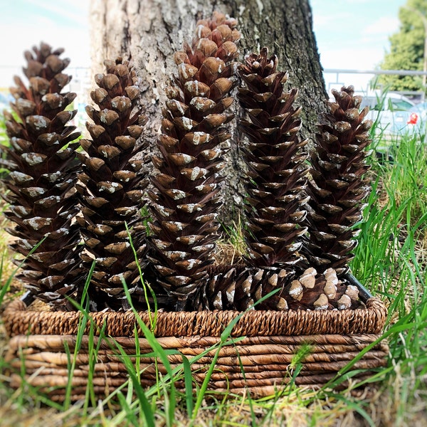Giant natural Sugar Pine Cones 9'-12' - Natural Spruce cones decoration- Cones for crafts - Selected and dried