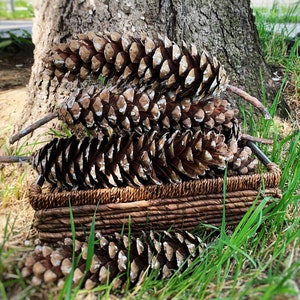 Large natural Sugar Pine Cones 6&#39;-7&#39; - Natural Spruce cones decoration - Selected and dried - Cones for crafts