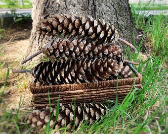 Large Natural Sugar Pine Cones (6-7 inch): Rustic Christmas Decor