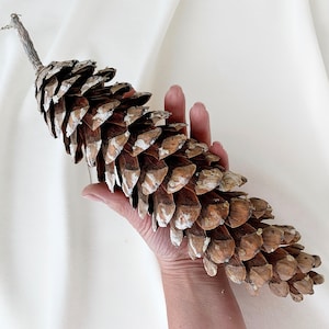 Giant natural Sugar Pine Cones 9&#39;-12&#39; - Selected and dried - Cones for crafts - Natural Spruce cones decoration