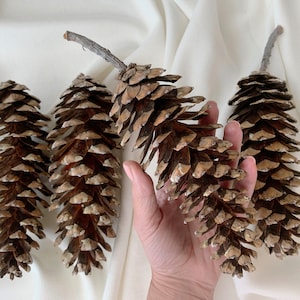 Huge natural Sugar Pine Cones 7 &#39;-8&#39; - Selected and dried - Cones for crafts - Natural Spruce cones decoration