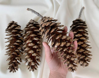 Large Natural Sugar Pine Cones (7-8 inch): Rustic Christmas Decor
