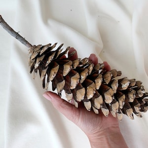 Huge natural Sugar Pine Cones 8 &#39;-10&#39; - Selected and dried - Cones for crafts - Natural Spruce cones decoration