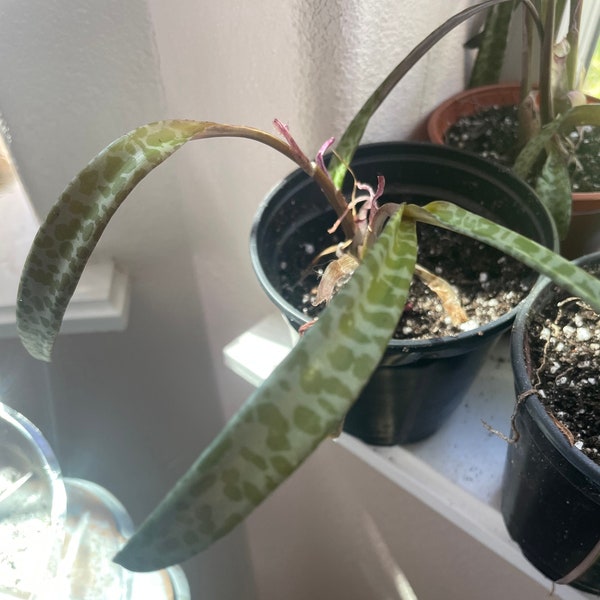 Ledebouria socialis 'Paucifolia'-Silver Squill