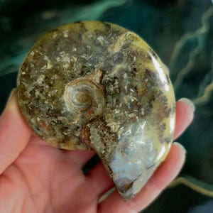 May include: A polished ammonite fossil featuring a spiral shell pattern with earthy tones of tan, brown, and cream. The surface displays intricate, natural mineral inclusions and a smooth, glossy finish that highlights the organic, coiled structure.