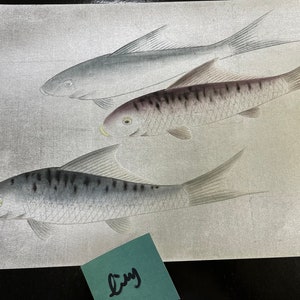 G-028 SAMPLE IN STOCK for Koi Fish on Metallic Silver Leaf