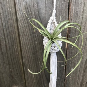 May include: A white macrame plant hanger with a tassel, holding a green air plant.