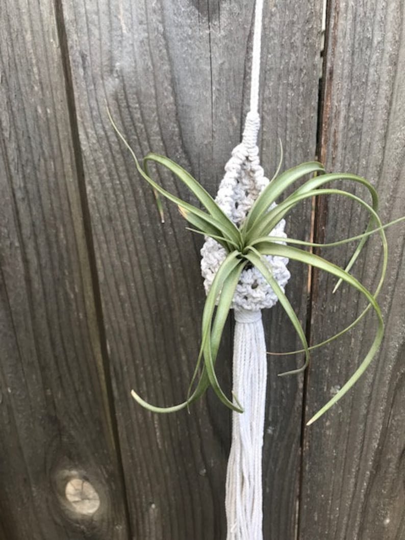 May include: A white macrame plant hanger with a tassel, holding a green air plant.
