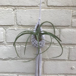 May include: A white macrame plant hanger with a tassel, holding a green air plant.