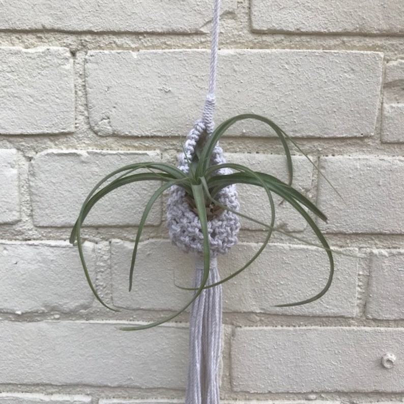 May include: A white macrame plant hanger with a tassel, holding a green air plant.