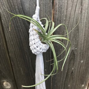 May include: A white macrame plant hanger with a tassel, holding a green air plant.
