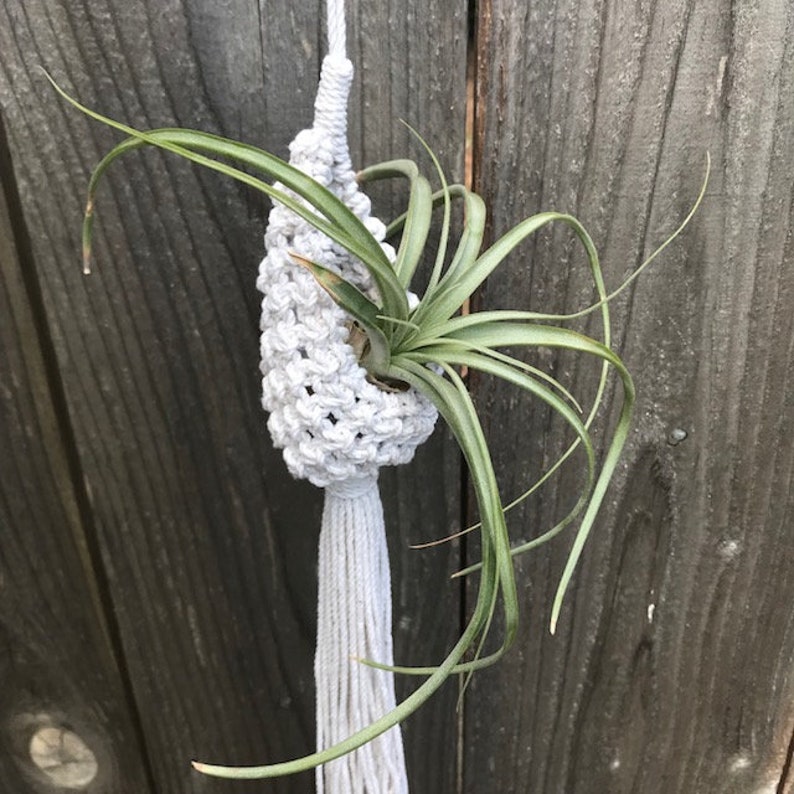 May include: A white macrame plant hanger with a tassel, holding a green air plant.