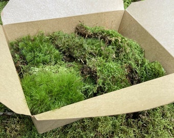 Assorted Live Moss | Fairy Garden Moss | Terrarium Plants | Vivarium Moss | Variety Moss Mix | Moss Garden | Houseplant Moss