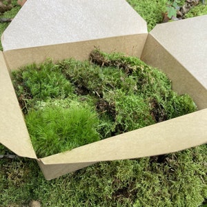 Assorted Live Moss | Fairy Garden Moss | Terrarium Plants | Vivarium Moss | Variety Moss Mix | Moss Garden | Houseplant Moss