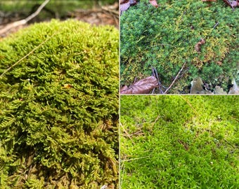 Live Moss Bulk, Wholesale for Moss Garden, Rock Garden, Centerpieces, Terrariums, Vivariums, Fairy Gardens, Assorted Varieties
