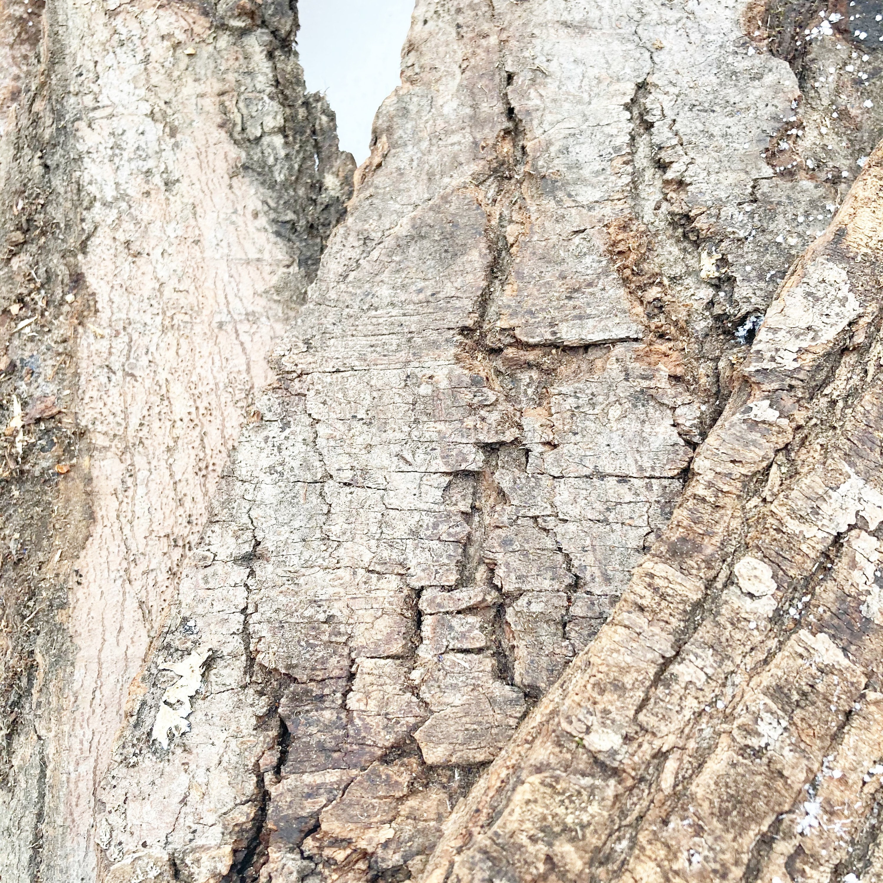 Bark Sheets From Hardwood Tree Species Bundle of 4 for Crafting