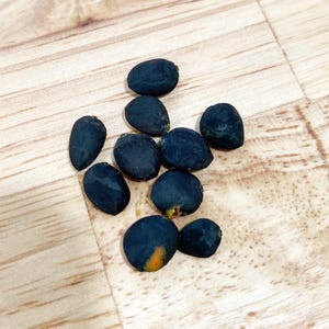 10 Cucumber Magnolia Seeds (Magnolia acuminata) | Rare Native Tree, Hardy Ornamental, Shade & Wildlife Garden Seeds