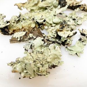 Green Lichen Pieces for crafting, terrariums, fairy gardens, dyeing dried
