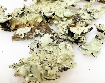 Green Lichen Pieces for crafting, terrariums, fairy gardens, dyeing dried
