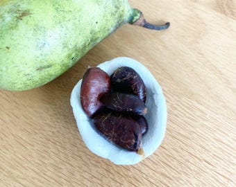 5 semillas de papaya (Asimina triloba) / Semillas de árboles frutales silvestres, planta comestible nativa, suministros de permacultura y jardinería
