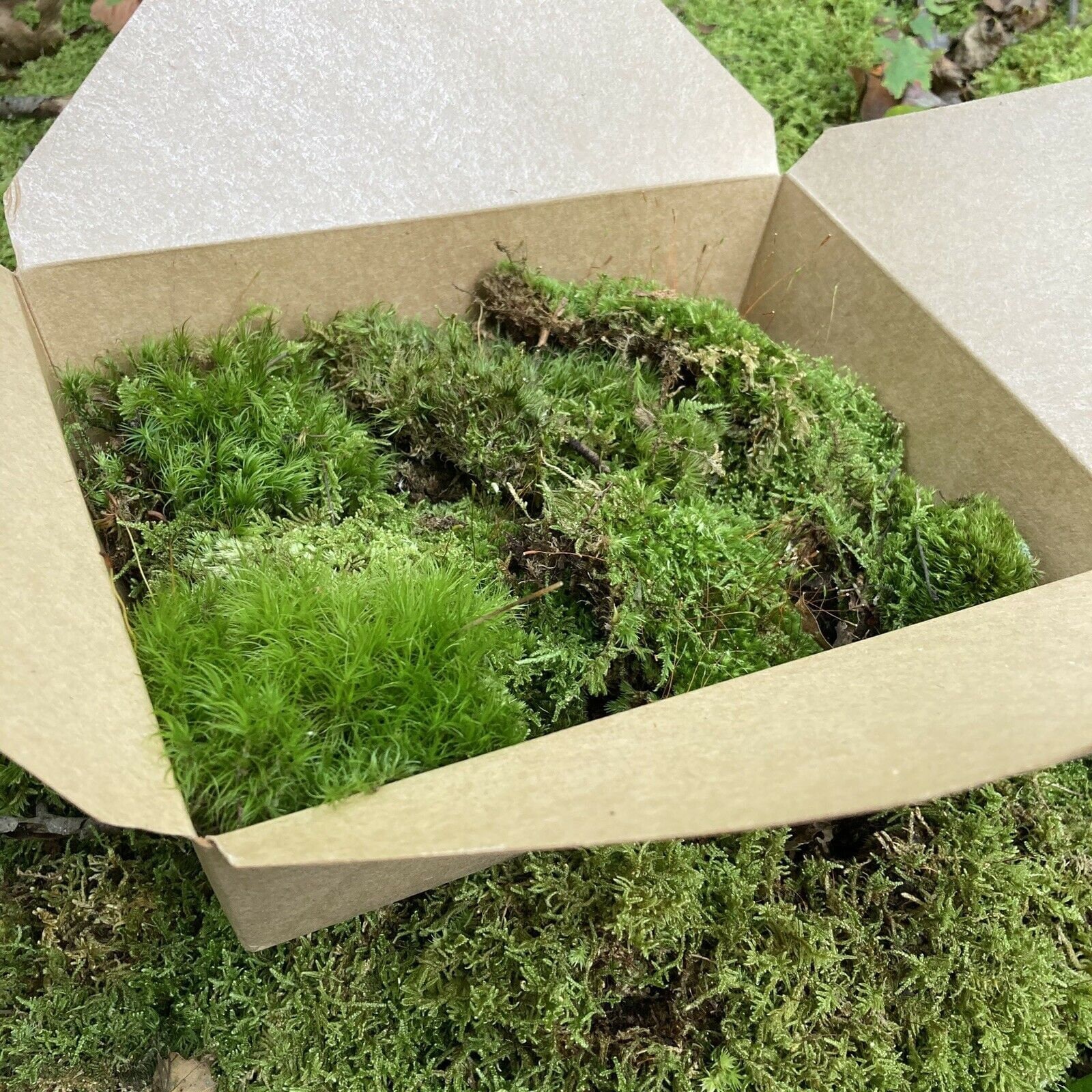 Yalulu 60g Moss Preserved Floral Moss for Fairy Gardens