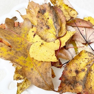 Maple and oak leaves dried wild harvested and sustainably collected by hand sanitized by freezing