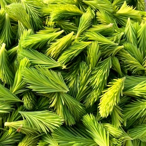 May include: A close-up of a bunch of bright green pine needles. The needles are soft and delicate, and they are arranged in a random pattern.