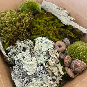 Terrarium Set | Live Moos Terrarium Starterset | Terrarium in einer Box | Wald futterte Dekor