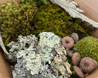 Terrarium kit | Live moss terrarium starter kit | Terrarium in a box | Forest foraged decor