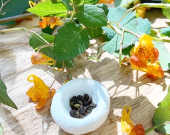 25 Jewelweed Seeds (Impatiens capensis) | Touch-Me-Not Wildflower | Hummingbird & Pollinator Friendly | Easy to Grow Native Plant