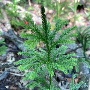 May include: A close-up of a vibrant green plant with needle-like leaves. The plant has a central stem with multiple branches, creating a starburst pattern. The background is blurred, suggesting a natural outdoor setting.