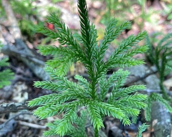 Planta viva de musgo de rama plana / Musgo de bosque forrajero, terrario y artículos para manualidades