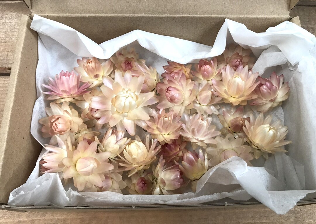35 Light Pink Dried Strawflower helichrysum Heads for Crafts, Wedding