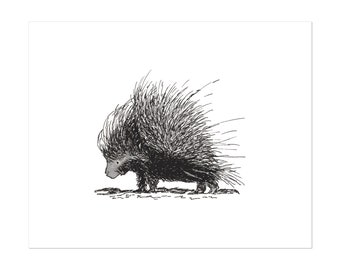 Porcupine, white background, 8x10 unframed art print Animal Drawing, home wall decor