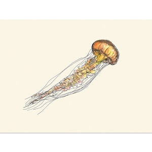 Jellyfish, art print 5x7 Sea Animal Illustration, home wall decor