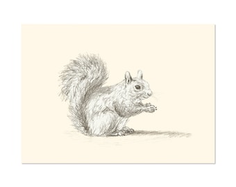 Resting Squirrel, art print 5x7 Animal Pencil Drawing, home wall decor