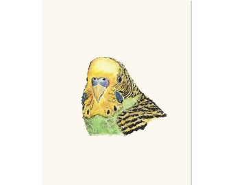 Parakeet 8x10 unframed bird art print Animal Watercolor Illustration, home wall decor