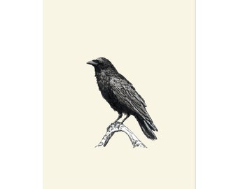Raven M 8x10 unframed bird art print Animal Illustration, home wall decor