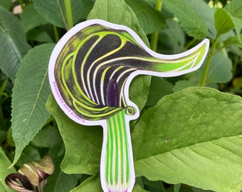 Jack in the Pulpit sticker