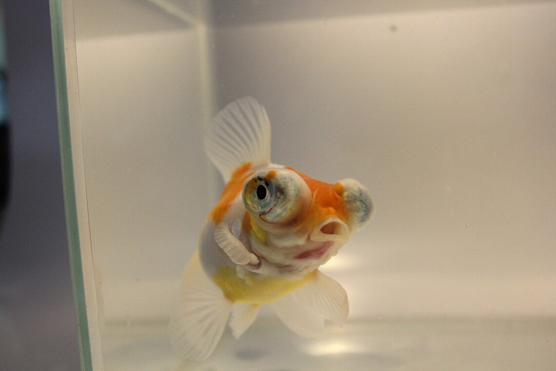 telescope goldfish craft telescope goldfish craft