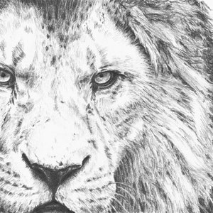 ライオンの鉛筆画オリジナル、リアルな動物の絵、白黒の野生動物