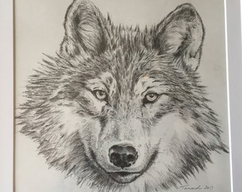 Graphite Drawing / 14" x 14" / Graphite / Animal / Drawing / Original Art / "Wolf"