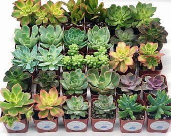 Succulents - 30 Assorted 2" Bulk Succulents