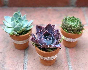 Succulent Favors for Wedding Gifts, Baby Shower Favors, Communion, Crafts, Bridal Shower Favors