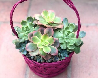 Basket Succulent Arrangement - Succulents with Moss in a Colorful Basket